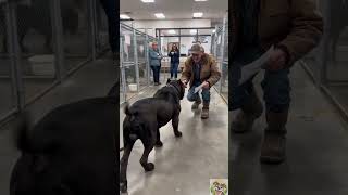 Emotional reunion between man and his lost dog at shelter