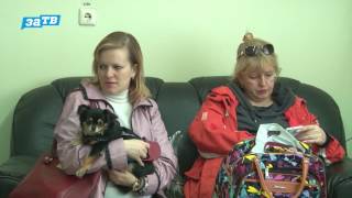 Планета ZOO|| Вакцинация собак: зачем это нужно и основные правила. Планета ZOO|| Вакцинация собак: зачем это нужно и основные правила.