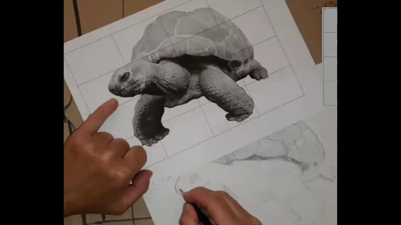 Turtle drawing in timelapse - YouTube