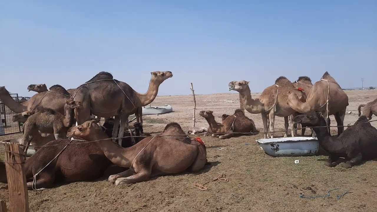 মরুভূমির জাহাজ!!  ঊট!! Camel... Saudi Arabia