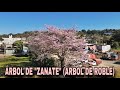 ÁRBOL DE “ZANATE” (ÁRBOL DE ROBLE) EN PUTLA OAXACA