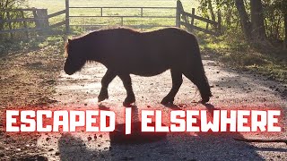 Escaped! | We're going somewhere else | Friesian Horses