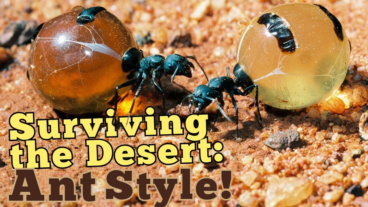 From Ants to Storage Jar: How Honey-Pot Ants Adapt to Survive