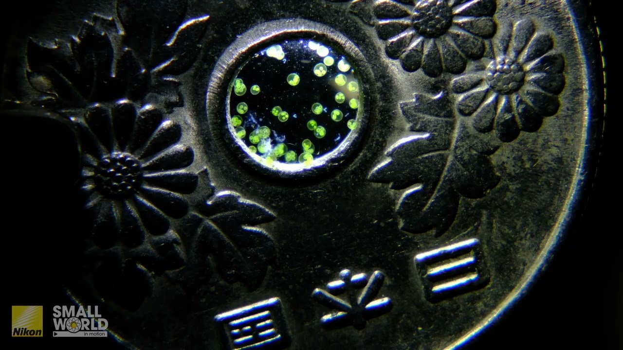 Volvox algae swimming in a water drop in a Japanese 50 Yen Coin