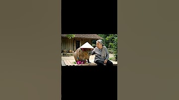 Bà và Capybara | Capy ngủ gật #capybara #funny #ytshorts #haihuoc #giaitri #shorts #fyp