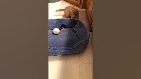 Video of adoptable pet named Drew C2581