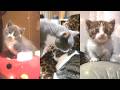 おもしろかわいい愛猫ショート動画(TikTok Ver.)まとめ #22