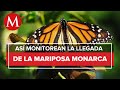 Migración de mariposas Monarca en México aumenta en 2022