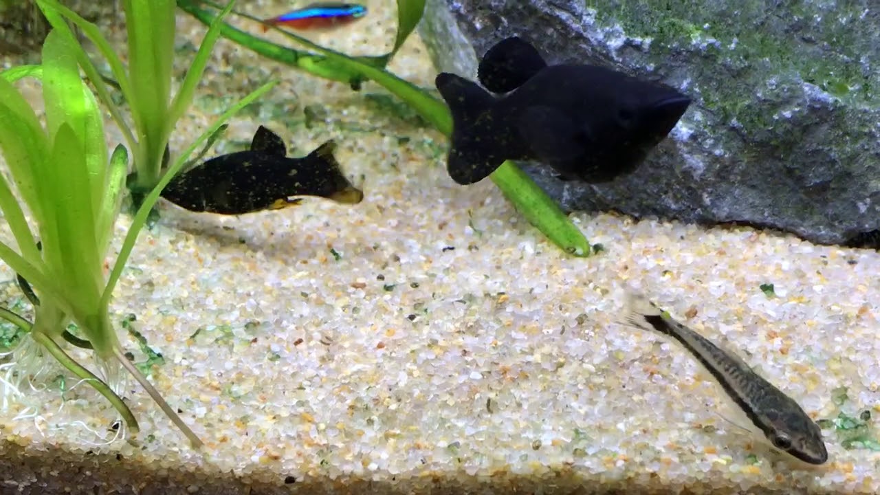 藍藻 ベタゴケ を食べるブラックモーリー Youtube