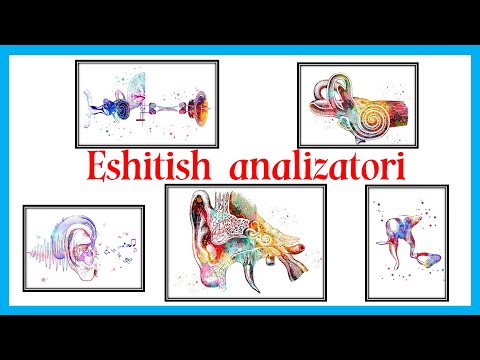 Eshitish analizatori || Quloqning anatomiyasi