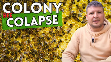 Colony Collapse Disorder: Oorzaken en oplossingen