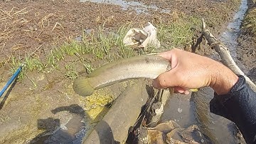 Xiệt Mương Ruộng Nước Rút Cá Còn Sót Lại | kích cá miền tây