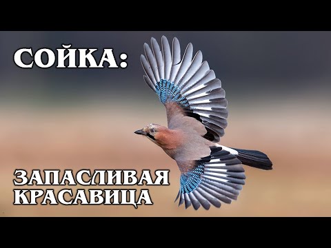 JAY: Imitates voices and warns the forest of danger | Interesting facts about birds and animals