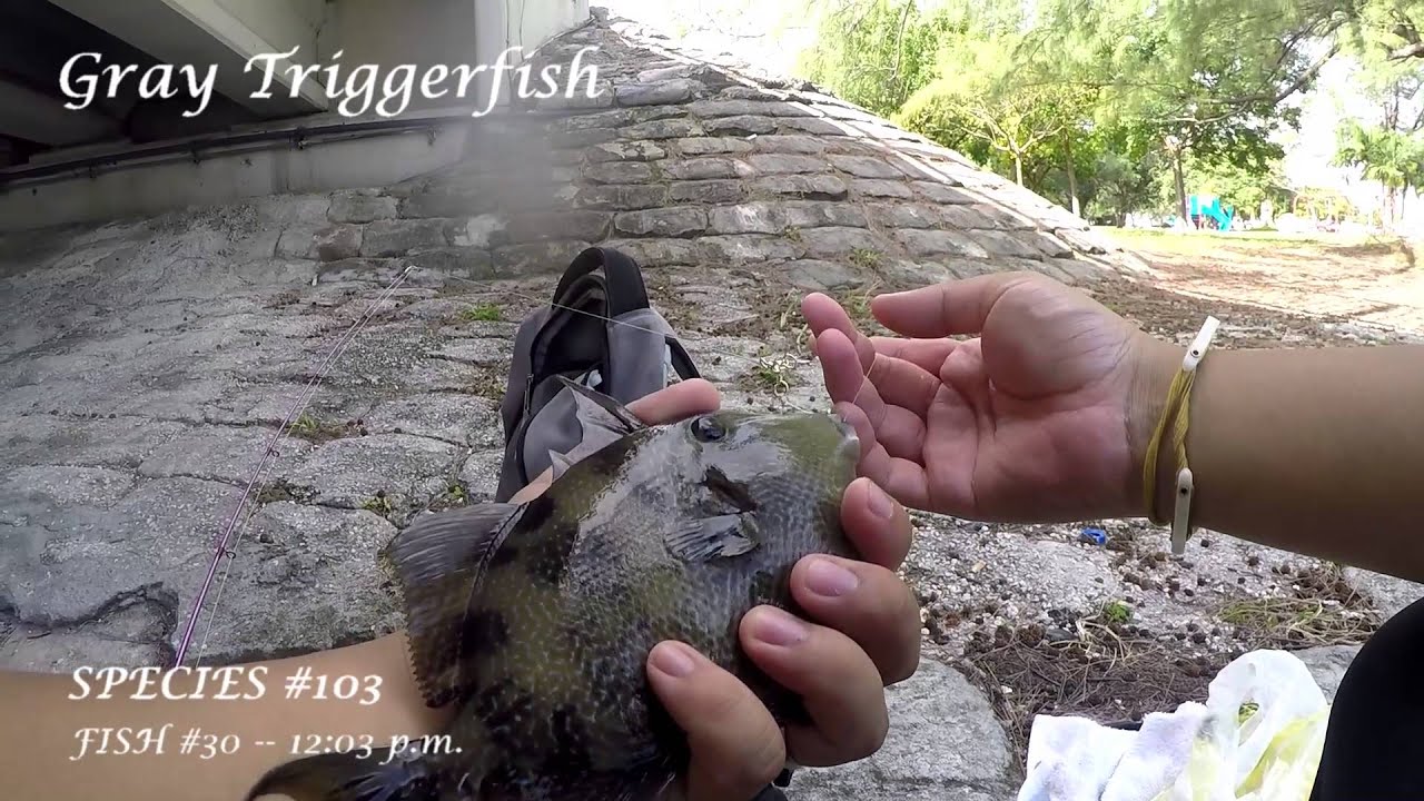 Multi-Species Fishing the Intracoastal Waterway -- Part 2 (Fort Lauderdale,  FL) 