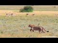 Survival of the Fastest Cheetah: Kalahari Hunting Drama Unfolds