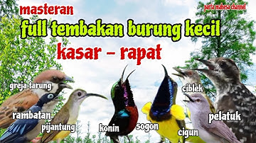 Masteran Burung Kecil Tembakan Kasar Ampuh Untuk Pemasteran Burung Lomba