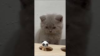 Cute British Shorthair kitten getting confused! Funniest Cat Videos ever 😻🤣🤣 #shorts