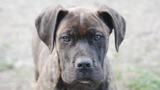 Olympicdogs: Country x Iris: 15 wk pup; male brindle.  Sire is athletic 160 lb.  Natural guardian.