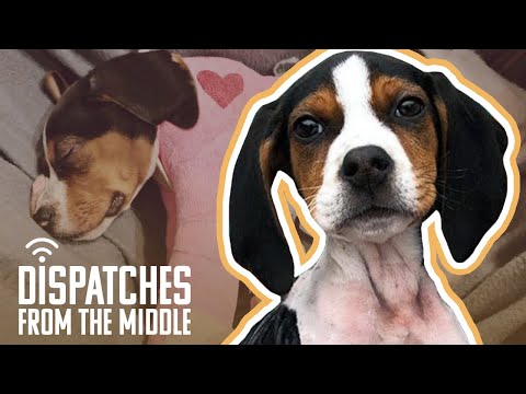 Dog Born With Backwards Paws Gets Life-Changing Surgery | Dispatches From The Middle