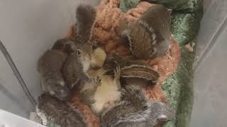Two Foster Moms And Four Babies by The Cumming Nuthouse Wildlife Facility 895 views 4 months ago 44 seconds