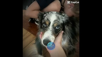 #funkopop #funk #capcut #dog