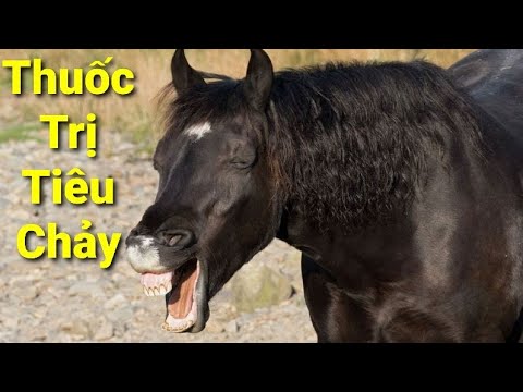 Video: Điều Trị Tiêu Chảy ở Ngựa