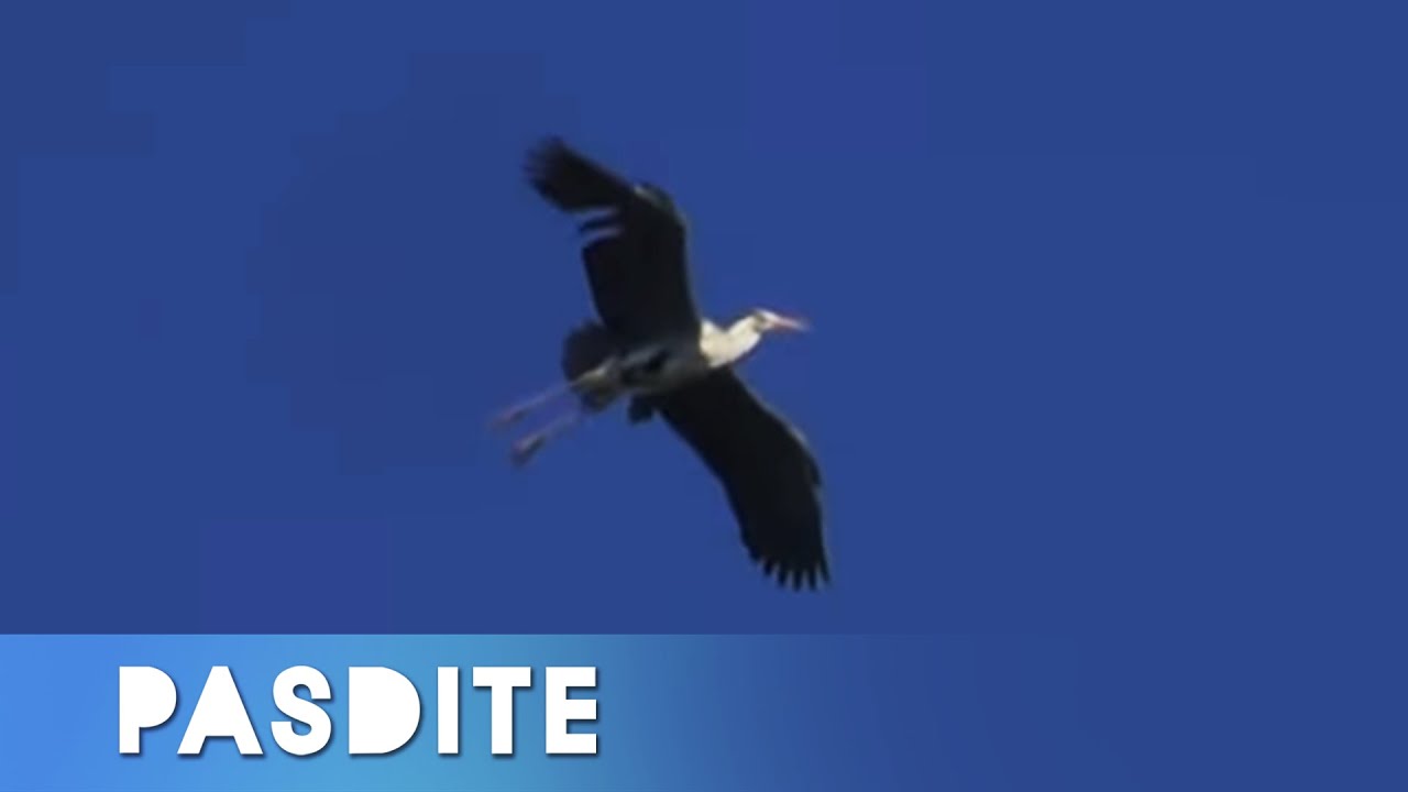 Zogjet e pazakonte ne fshatin Leshan te Pejes