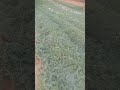 देशी मतीरा तैयार है (लोया)