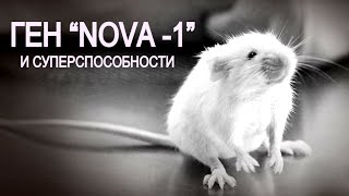 картинка: Ген человеческого языка, введённый мышам, привёл к странным эффектам.