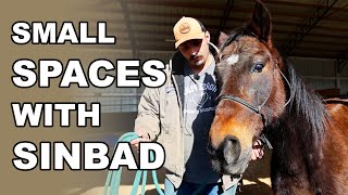 Small Spaces with Sinbad  | Training Tuesday by Horse Plus Humane Society 7,580 views 3 days ago 4 minutes, 43 seconds