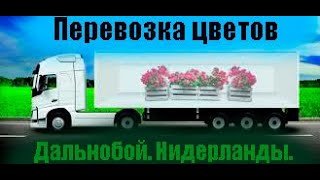 Как на фуре перевозят цветы, из Голландии!?!) Puthem/Niderland 06.03.2016(Приехали загружать, в Нидерланды цветы, март 2016, Голландосы прикалываются...)) потом поперли цветы на Францию..., 2016-03-12T16:40:53.000Z)