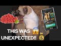 What To Feed Your Pregnant French Bulldog: This Was Unexpected!!