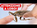 Se vedete questo scarafaggio, allontanatevi subito + altri consigli per la sicurezza