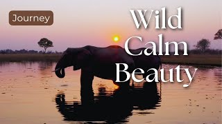 Relaxing Wildlife Secrets | Hidden Forest Animals & Nature Sounds screenshot 4