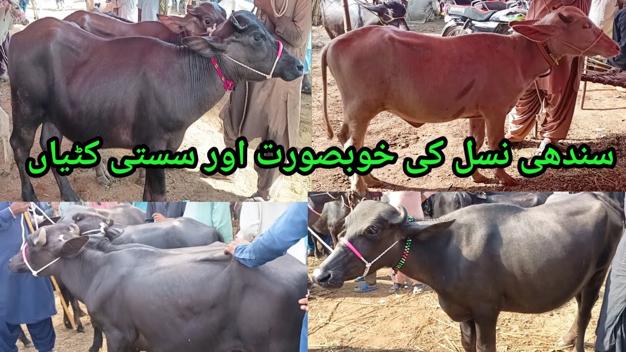Sindhi kundhi buffalo | Katti farming business