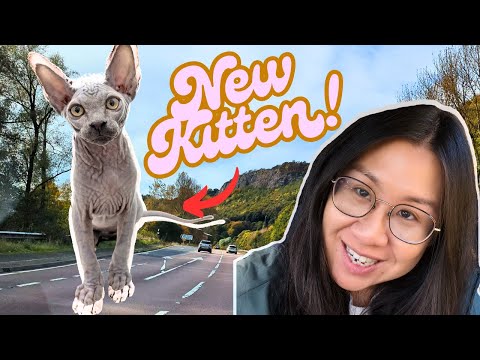 Getting our new sphynx kitten! Vlog #4