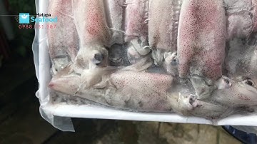 Cung cấp mực ống đông khay giá rẻ - cung cấp mực ống trứng đông lạnh chất lượng.