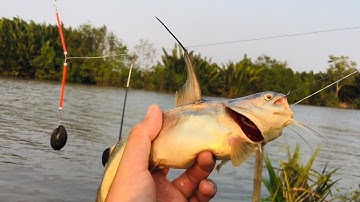 Quay lại điểm câu củ, gặp bầy cá úc mập lúc