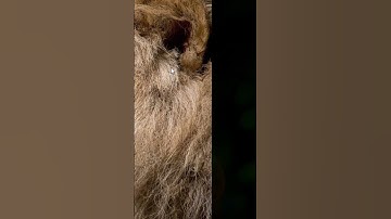 🔴 Curso Laravel - Localizaciones y Traducciones (español e ingles)