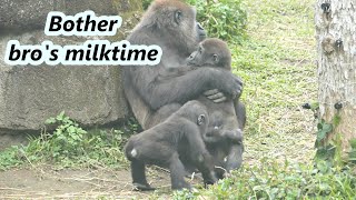 Little gorilla Ringo bothered big brother's milk time. /小大猩猩Ringo干擾哥哥喝奶