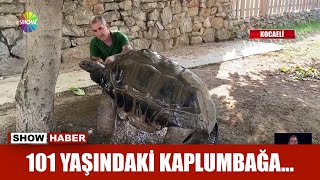 101 Yaşındaki Kaplumbağa