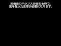 獣医師が教えるドッグフードの選び方（監修：ベテラン獣医師おすすめのドッグフード）