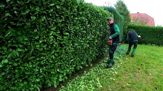 We MANAGED to do AUTUMN pruning of hedges the day BEFORE the FROST