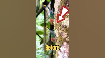 Danger of This Insect! #shorts #thebugbusterman