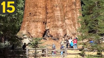 15 BIGGEST Trees in the World