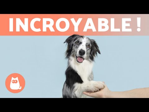Vidéo: Quelles races de chiens ont cinq doigts sur leurs pattes postérieures?