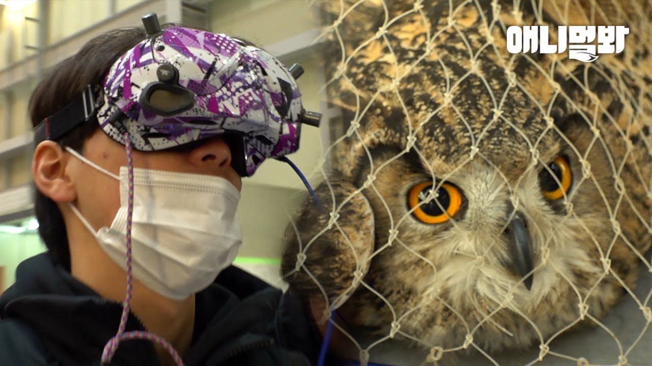 동물농장이 수리부엉이 구조하려고 이 사람까지 부를 줄은 몰랐다..ㅣA Grand Way Of Rescuing An Eagle-owl Who Entered The Factory