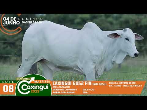 LOTE 08   CAXI 6052