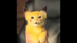 Pikachu Kitty Attacks - Best Vines