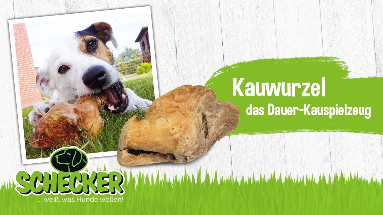 Die Kauwurzel das DauerKauspielzeug für Hunde YouTube